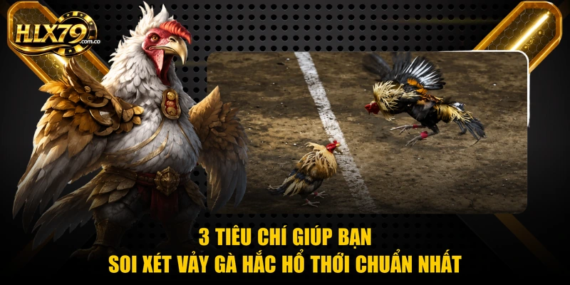 3 tiêu chí giúp bạn soi xét vảy gà hắc hổ thới chuẩn nhất