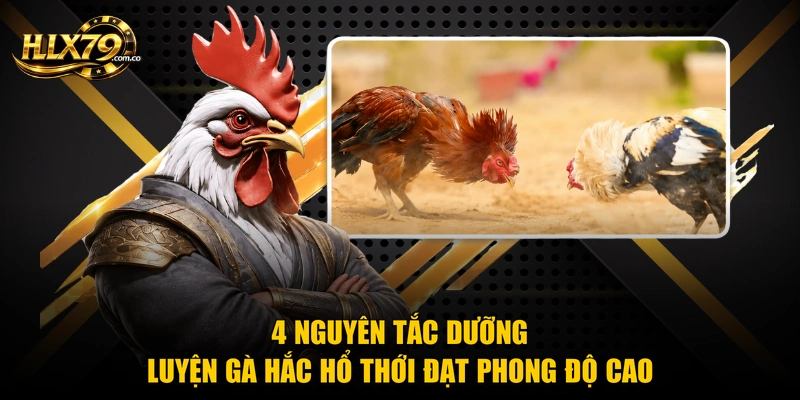 4 nguyên tắc dưỡng luyện gà hắc hổ thới đạt phong độ cao