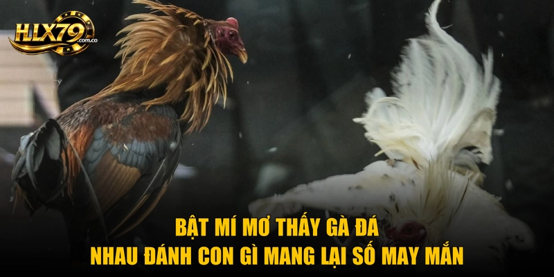 Bật mí mơ thấy gà đá nhau đánh con gì mang lại số may mắn