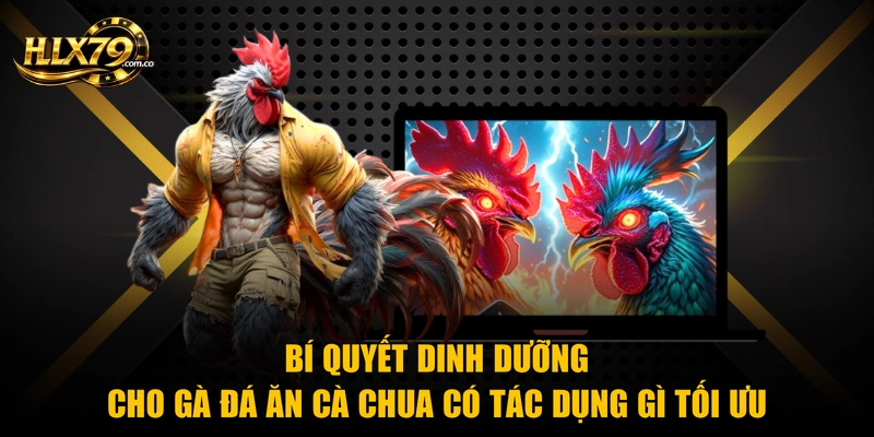 Bí quyết dinh dưỡng cho gà đá ăn cà chua có tác dụng gì tối ưu