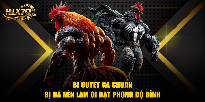 Bí quyết gà chuẩn bị đá nên làm gì đạt phong độ đỉnh