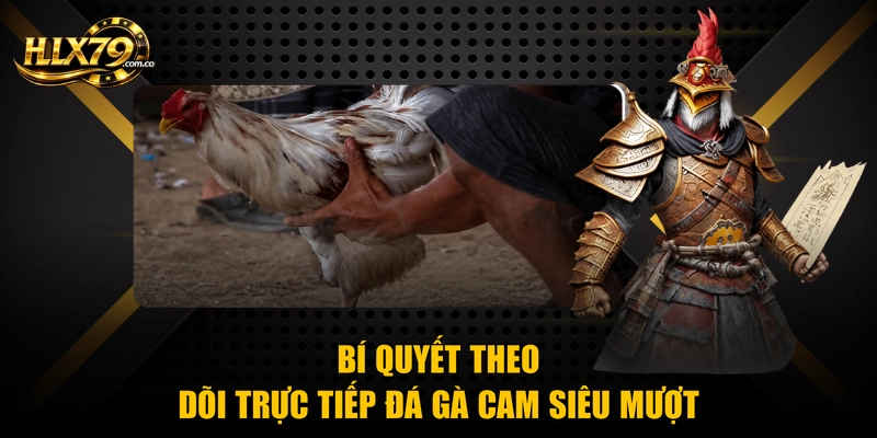 Bí quyết theo dõi trực tiếp đá gà cam siêu mượt