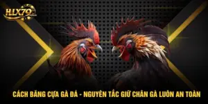 Cách Băng Cựa Gà Đá - Nguyên Tắc Giữ Chân Gà Luôn An Toàn