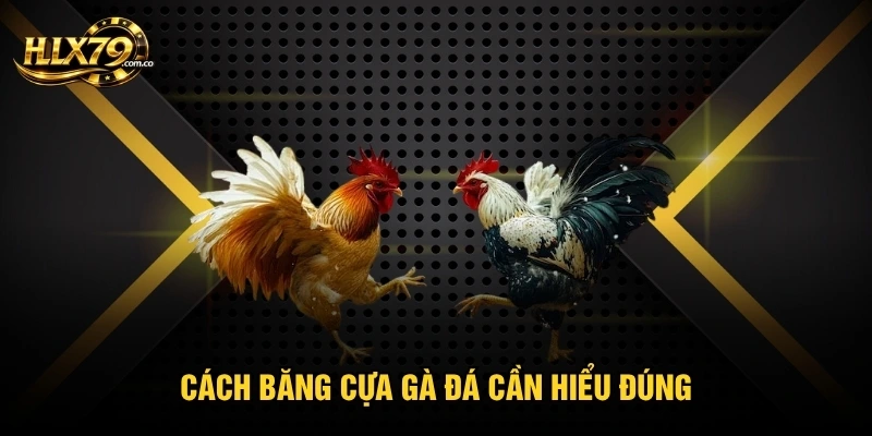 Cách băng cựa gà đá cần hiểu đúng