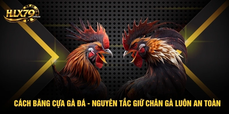 Cách Băng Cựa Gà Đá - Nguyên Tắc Giữ Chân Gà Luôn An Toàn