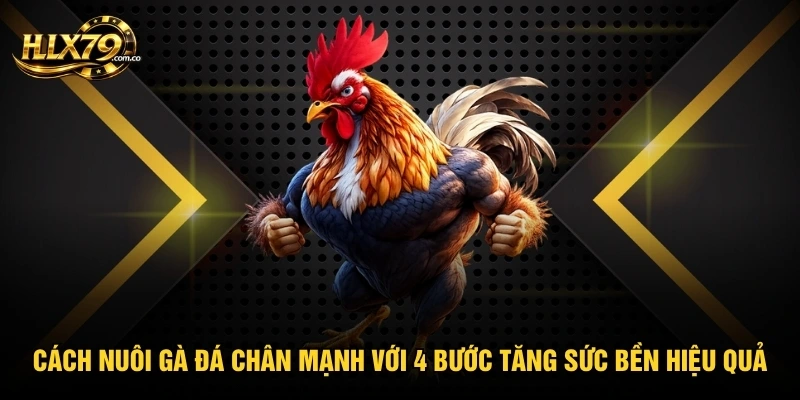 Cách Nuôi Gà Đá Chân Mạnh Với 4 Bước Tăng Sức Bền Hiệu Quả