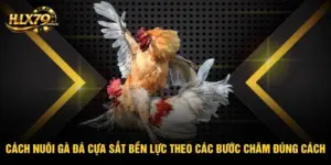 Cách Nuôi Gà Đá Cựa Sắt Bền Lực Theo Các Bước Chăm Đúng Cách