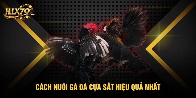 Cách nuôi gà đá cựa sắt hiệu quả nhất