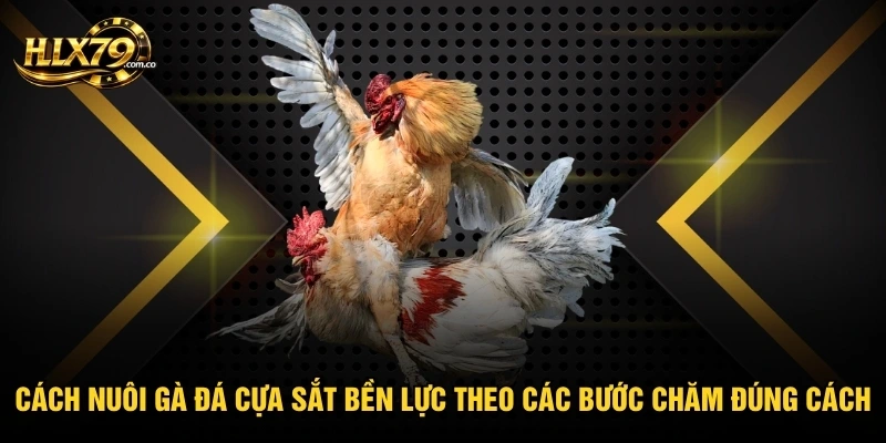 Cách Nuôi Gà Đá Cựa Sắt Bền Lực Theo Các Bước Chăm Đúng Cách
