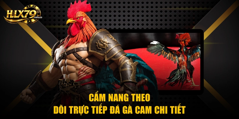 Cẩm nang theo dõi trực tiếp đá gà cam chi tiết