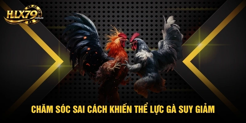 Chăm sóc sai cách khiến thể lực gà suy giảm