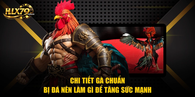 Chi tiết gà chuẩn bị đá nên làm gì để tăng sức mạnh