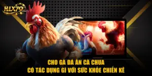 Cho Gà Đá Ăn Cà Chua Có Tác Dụng Gì Với Sức Khỏe Chiến Kê