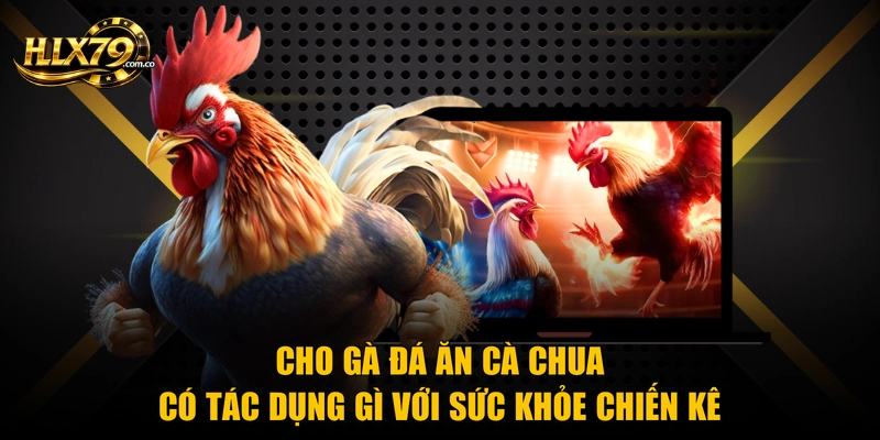 Cho Gà Đá Ăn Cà Chua Có Tác Dụng Gì Với Sức Khỏe Chiến Kê