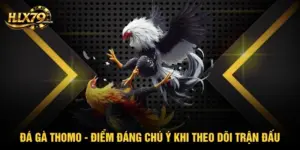 Đá Gà Thomo - Điểm Đáng Chú Ý Khi Theo Dõi Trận Đấu