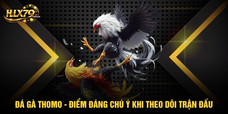 Đá Gà Thomo - Điểm Đáng Chú Ý Khi Theo Dõi Trận Đấu