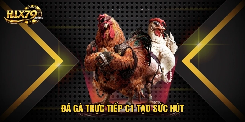 Đá gà trực tiếp C1 tạo sức hút Đá gà trực tiếp C1 tạo sức hút