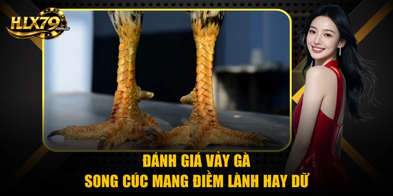 Đánh giá vảy gà song cúc mang điềm lành hay dữ