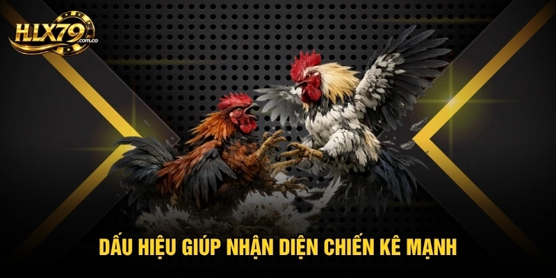 Dấu hiệu giúp nhận diện chiến kê mạnh Dấu hiệu giúp nhận diện chiến kê mạnh
