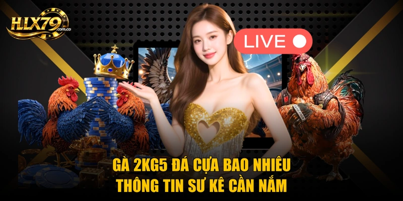 Gà 2kg5 Đá Cựa Bao Nhiêu - Thông Tin Sư Kê Cần Nắm