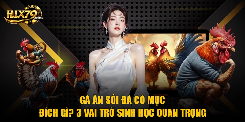 Gà Ăn Sỏi Đá Có Mục Đích Gì? 3 Vai Trò Sinh Học Quan Trọng