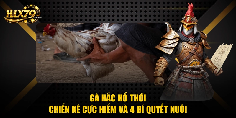 Gà Hắc Hổ Thới - Chiến Kê Cực Hiếm Và 4 Bí Quyết Nuôi