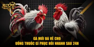 Gà Mới Đá Về Cho Uống Thuốc Gì Phục Hồi Nhanh Sau 24H