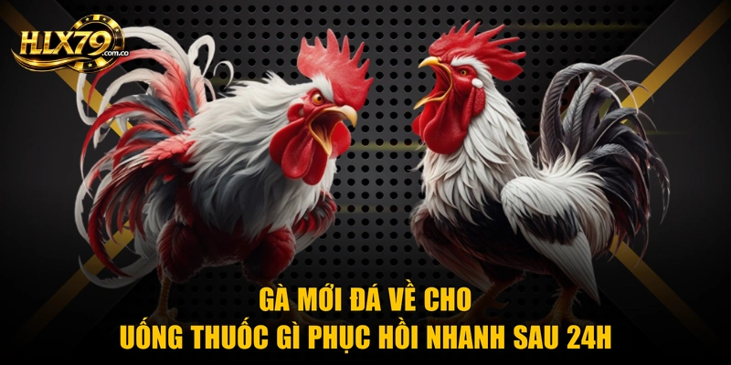 Gà Mới Đá Về Cho Uống Thuốc Gì Phục Hồi Nhanh Sau 24H