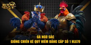 Gà Ngũ Sắc - Giống Chiến Kê Quý Hiếm Đẳng Cấp Số 1 Hlx79