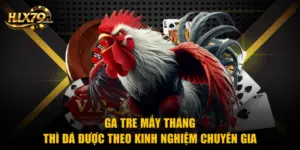 Gà Tre Mấy Tháng Thì Đá Được Theo Kinh Nghiệm Chuyên Gia