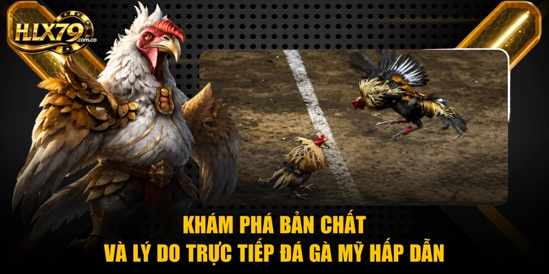 Khám phá bản chất và lý do trực tiếp đá gà mỹ hấp dẫn