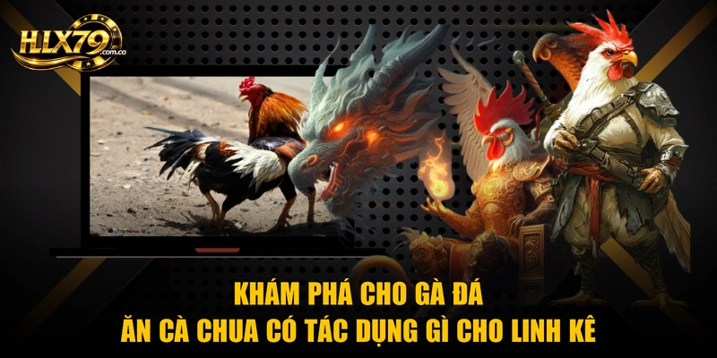 Khám phá cho gà đá ăn cà chua có tác dụng gì cho linh kê