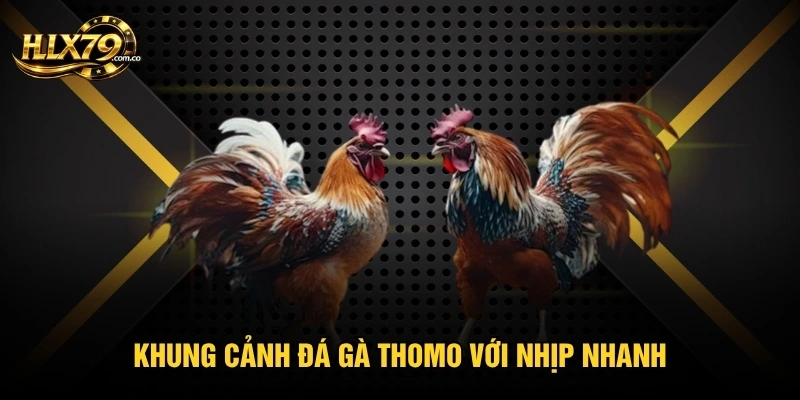 Khung cảnh đá gà thomo với nhịp nhanh
