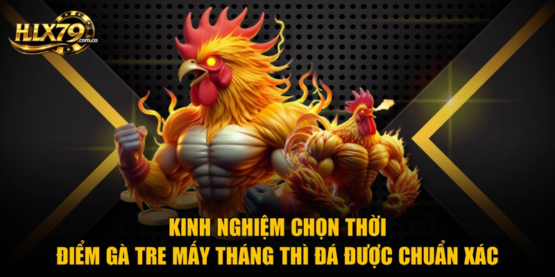Kinh nghiệm chọn thời điểm gà tre mấy tháng thì đá được chuẩn xác