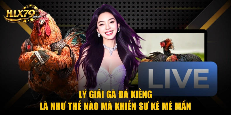 Lý giải gà đá kiềng là như thế nào mà khiến sư kê mê mẩn