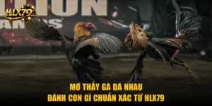 Mơ Thấy Gà Đá Nhau Đánh Con Gì Chuẩn Xác Từ Hlx79