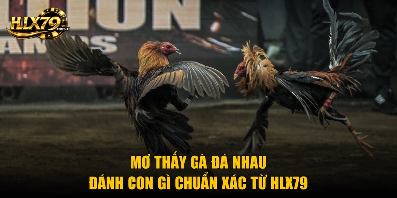 Mơ Thấy Gà Đá Nhau Đánh Con Gì Chuẩn Xác Từ Hlx79