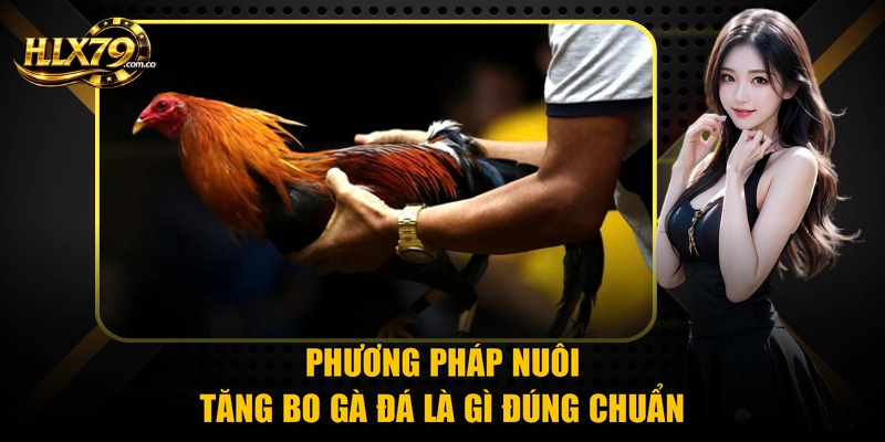 Phương pháp nuôi tăng bo gà đá là gì đúng chuẩn
