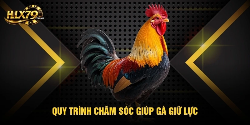 Quy trình chăm sóc giúp gà giữ lực