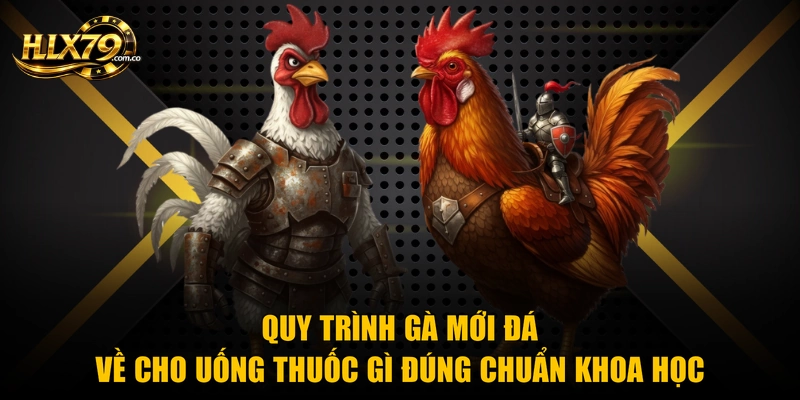 Quy trình gà mới đá về cho uống thuốc gì đúng chuẩn khoa học