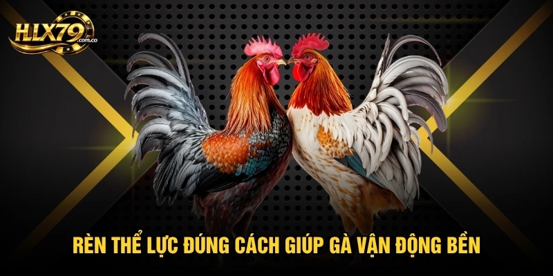 Rèn thể lực đúng cách giúp gà vận động bền