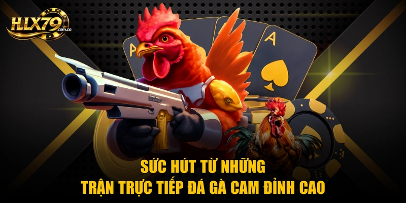 Sức hút từ những trận trực tiếp đá gà cam đỉnh cao