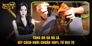 Tăng Bo Gà Đá Là Gì? Cách Nuôi Chuẩn 100% Từ Hlx 79