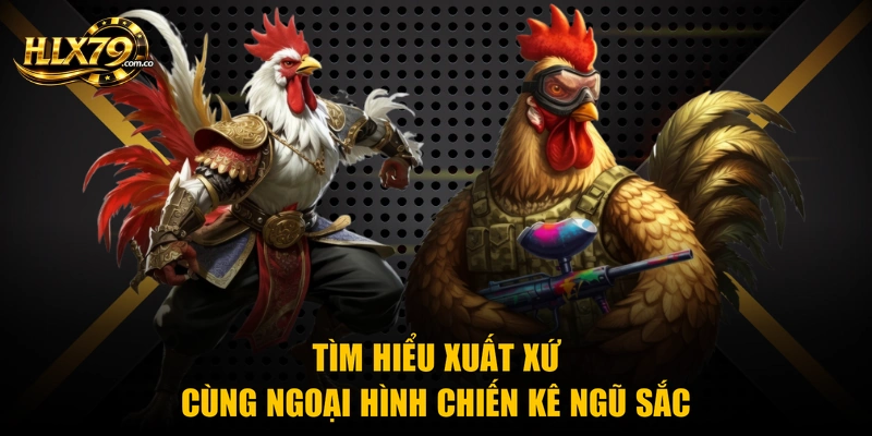 Tìm hiểu xuất xứ cùng ngoại hình chiến kê ngũ sắc