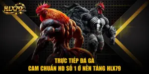 Trực Tiếp Đá Gà Cam Chuẩn HD Số 1 Ở Nền Tảng Hlx79