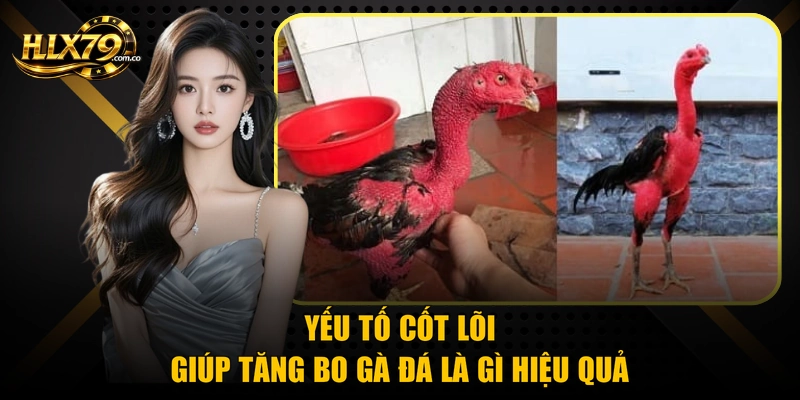 Yếu tố cốt lõi giúp tăng bo gà đá là gì hiệu quả