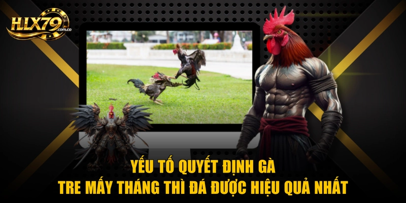 Yếu tố quyết định gà tre mấy tháng thì đá được hiệu quả nhất