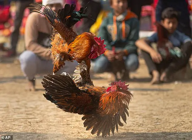 sabong67 chơi tiếp hôm nay